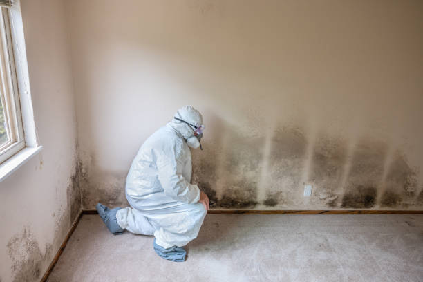 Why You Should Choose Our Mold Remediation Services in Frostproof, FL